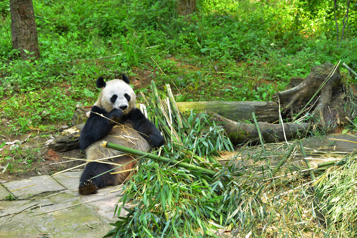 很多动物只在发情期交配,却很少听说得性病,两者有关吗?