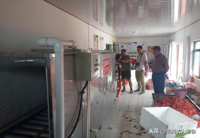 樱桃好吃树难栽下一句谚语是什么,樱桃好吃树难栽后一句是啥