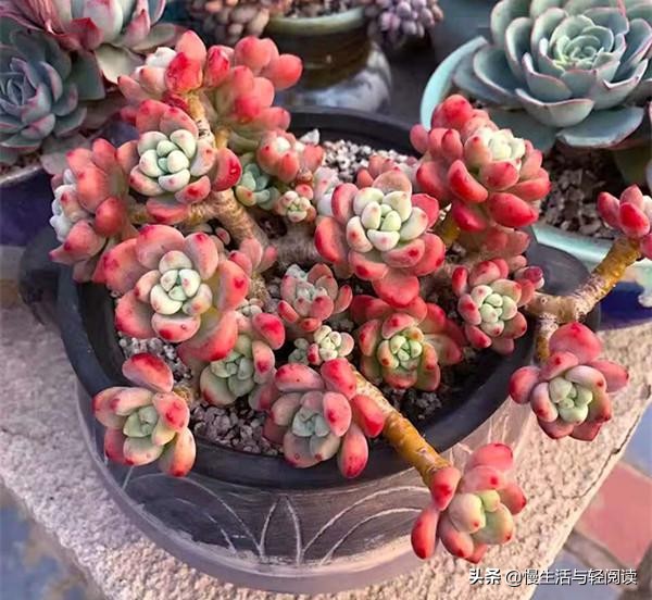 慢生活全集,慢生活完整