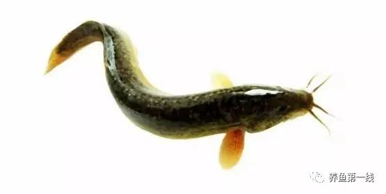 十种常见的水生动物,鳅科动物图片