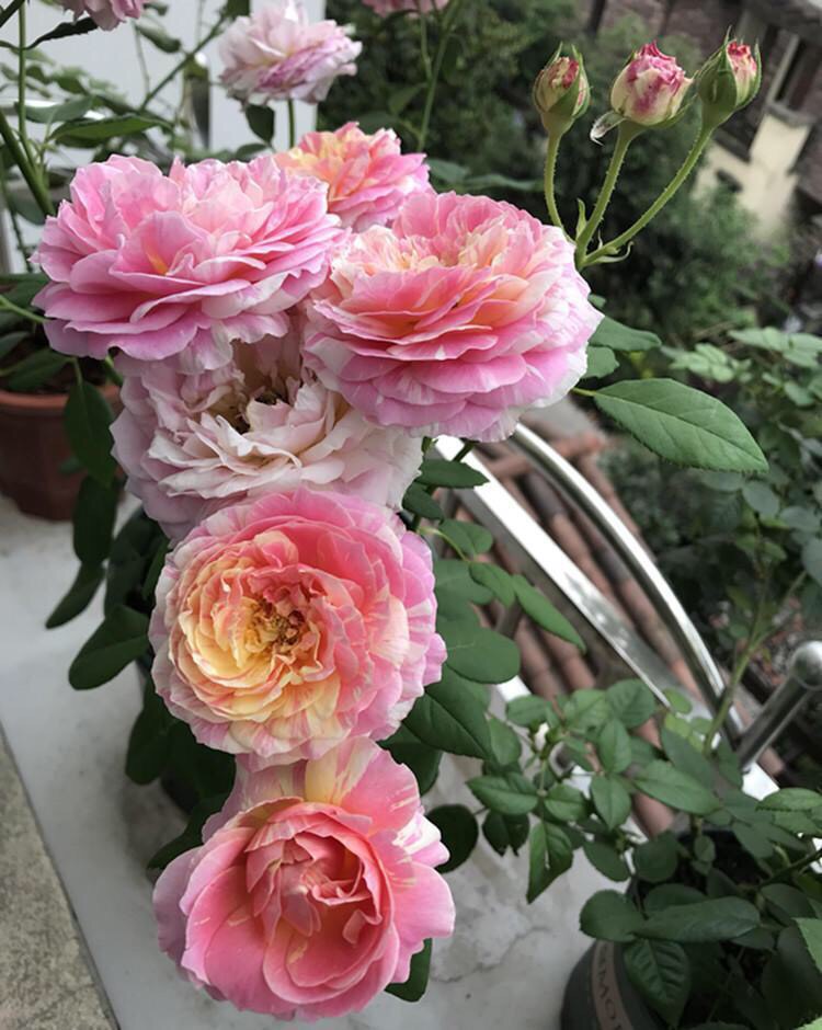 月季不长了怎么办,月季不长花苞如何修剪