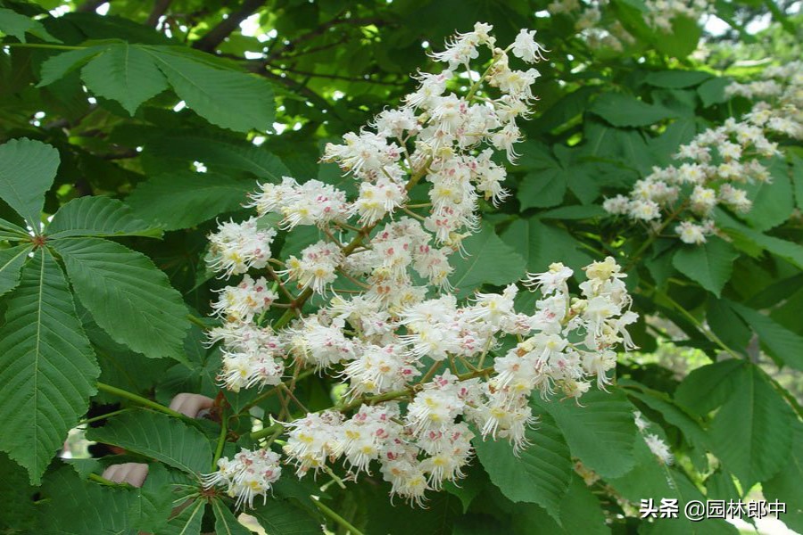 七叶树为什么是佛门树,七叶树也叫菩提树