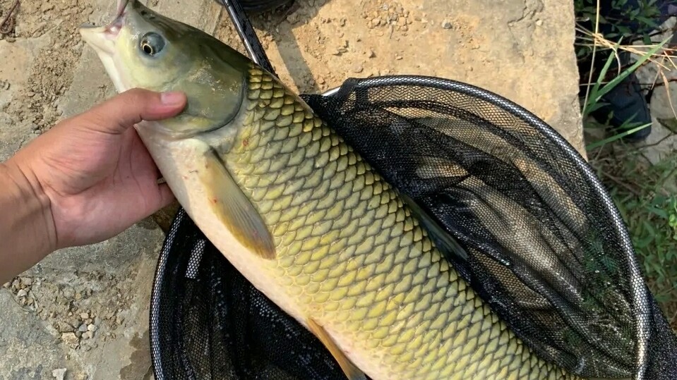 手竿钓鲢鳙钓浮怎么调漂详细过程,鲫鱼钓底还是钓浮怎么调漂