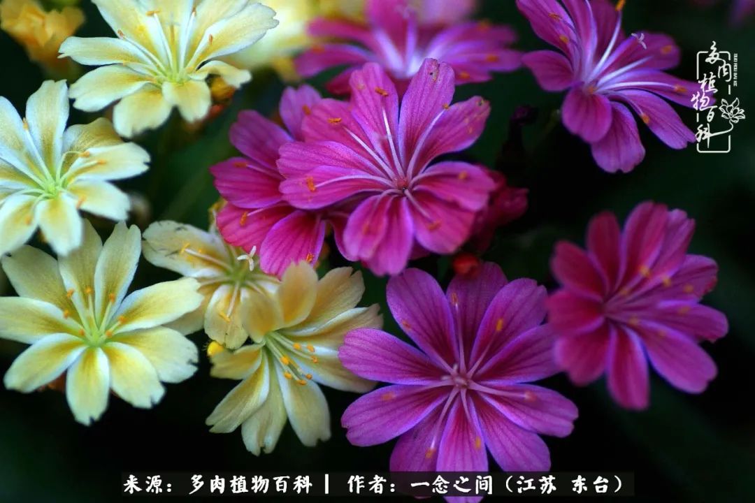 遇见花开蓝莓糖,遇见花开蔬菜沙拉酱