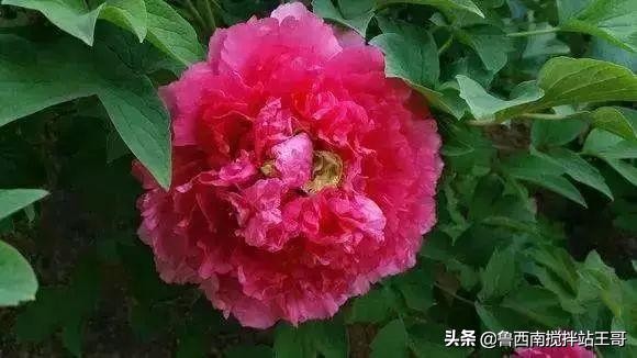 牡丹十大品种九大花系,牡丹进口品种图片及名称