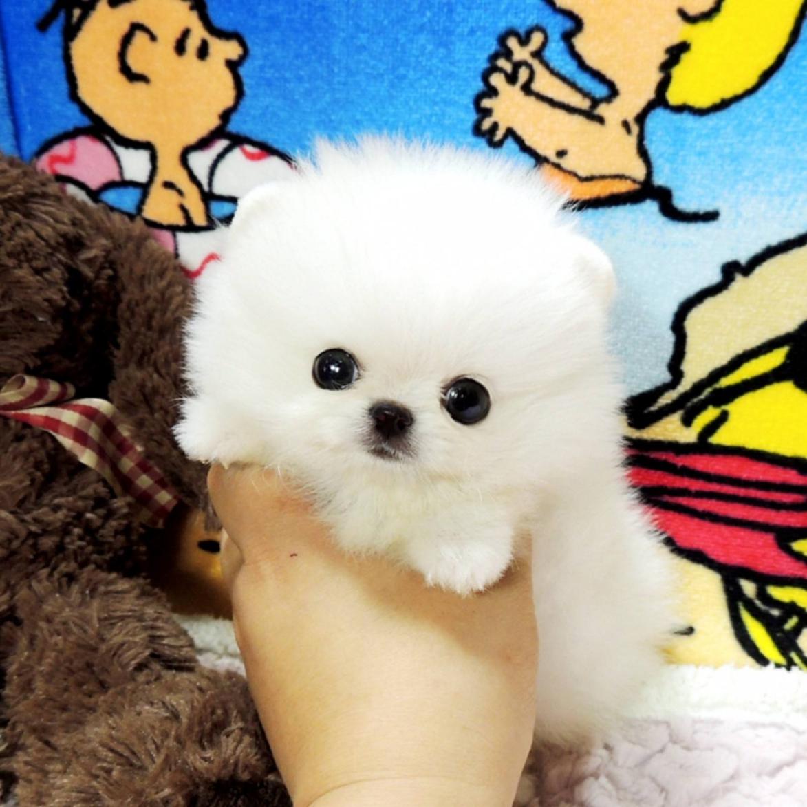 茶杯犬背后的心酸,爱它还是在害它?