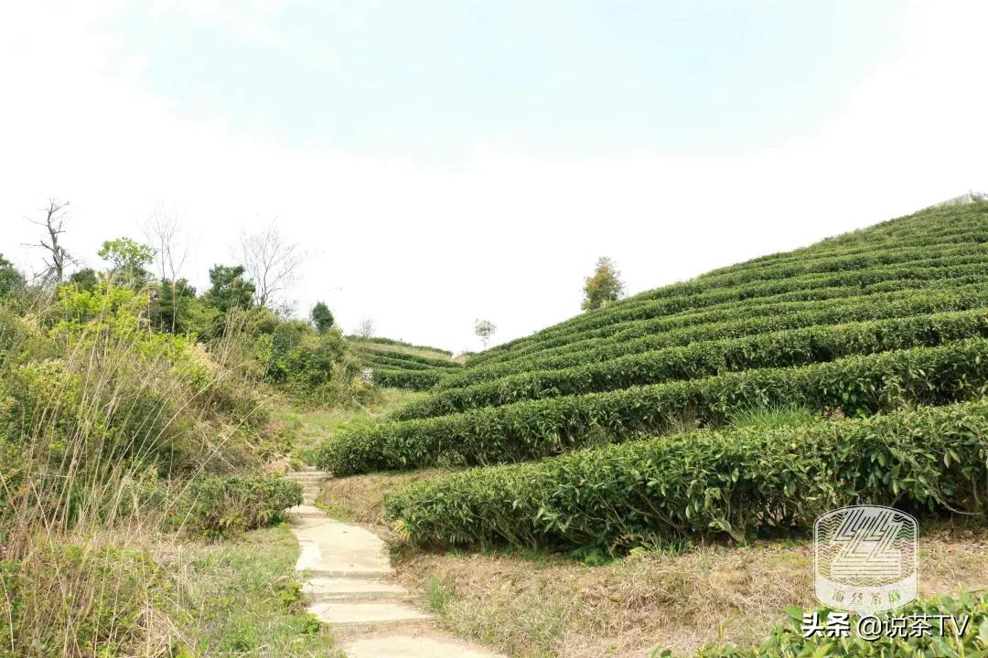 福鼎白茶还有“十不采”规定?让我们去河山有机茶园一探究竟