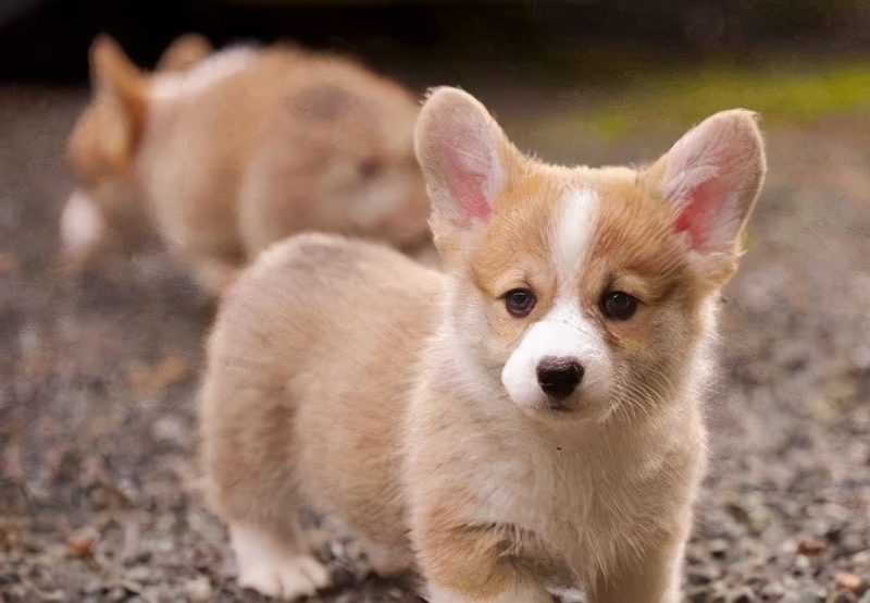 人狗寄生虫,狗狗得寄生虫病去医院治要多少钱