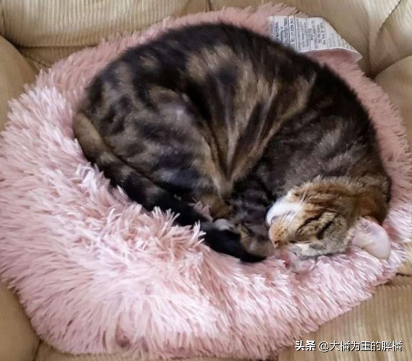 心爱的毛绒小猪被毁后，小猫又有了大堆新朋友“粉红色的我都爱”