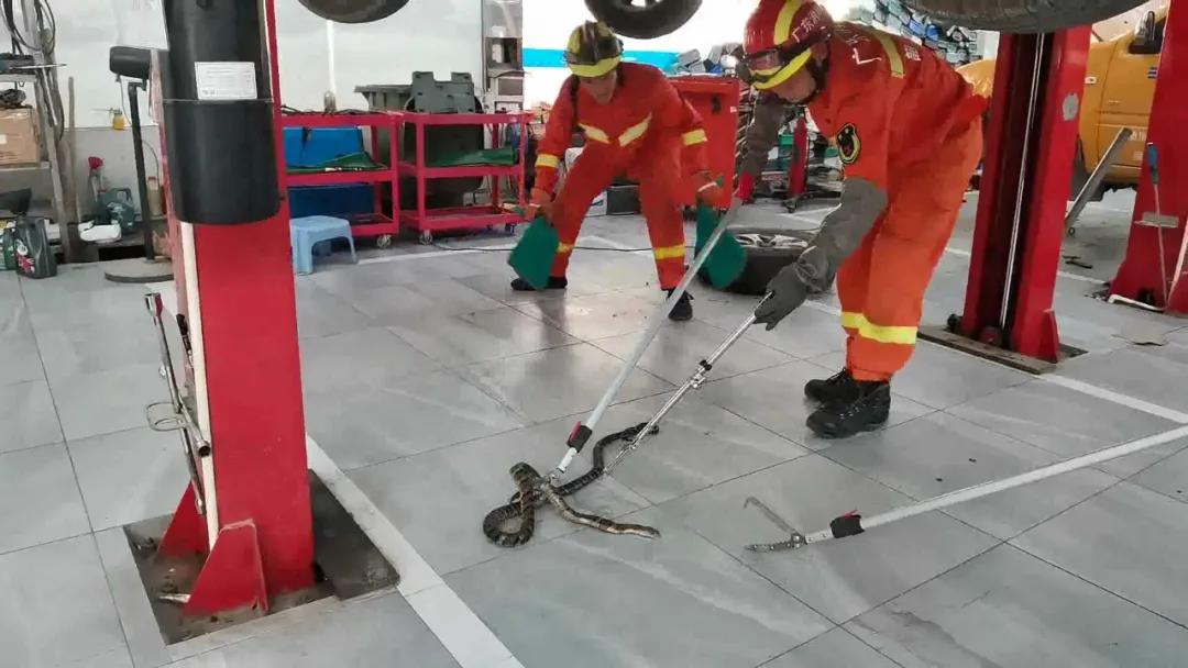 @韶关市民，天气炎热，注意“蛇出没”