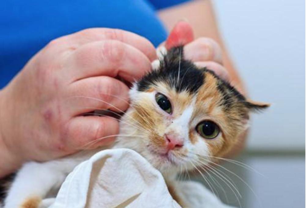 猫咪洗澡可以把水打到耳朵里吗,猫咪洗澡耳朵怎么防止进水