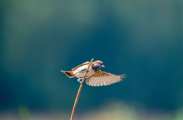 情人岛拍摄地点,情人岛航拍视频