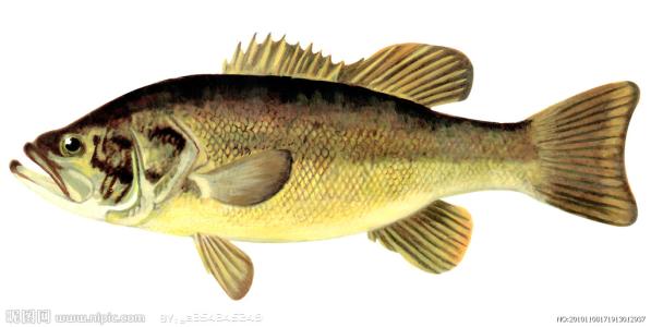 一直在补钙还是缺钙是什么原因,人缺钙会有什么症状怎样补钙