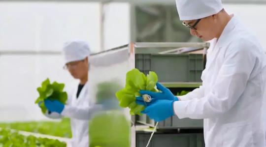 寿光菜篮子果蔬,寿光粤港澳大湾区蔬菜