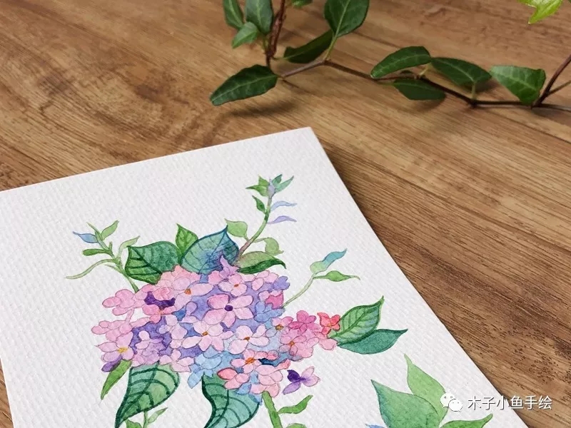 水彩画绣球教程四点画法,绣球花水彩画教程