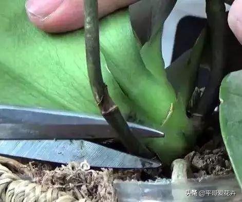 蝴蝶兰花谢后怎么处理视频教程,蝴蝶兰花谢后怎么处理才能再开花