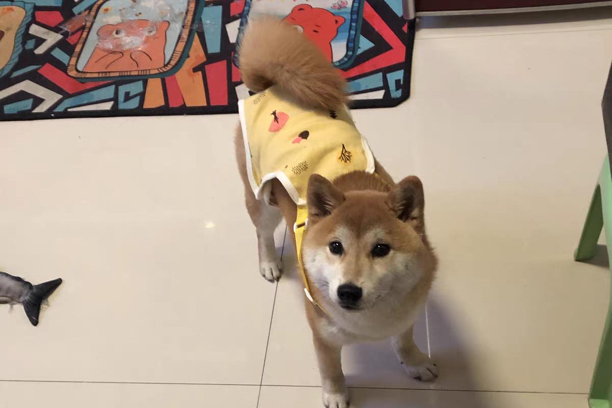 狗狗竟然也会来大姨妈,这7件事铲屎官一定要注意