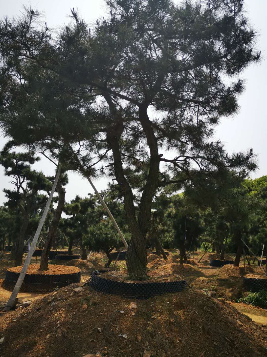 叹为观止自然风景,叹为观止高清图