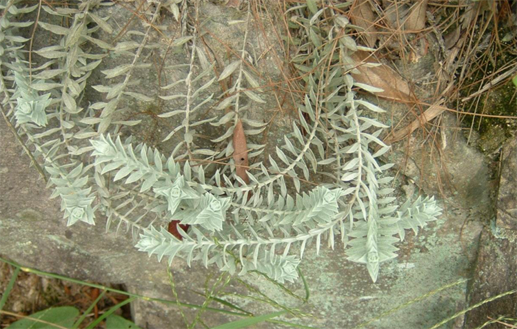 野生中草药鹿茸草,野生白毛鹿茸草