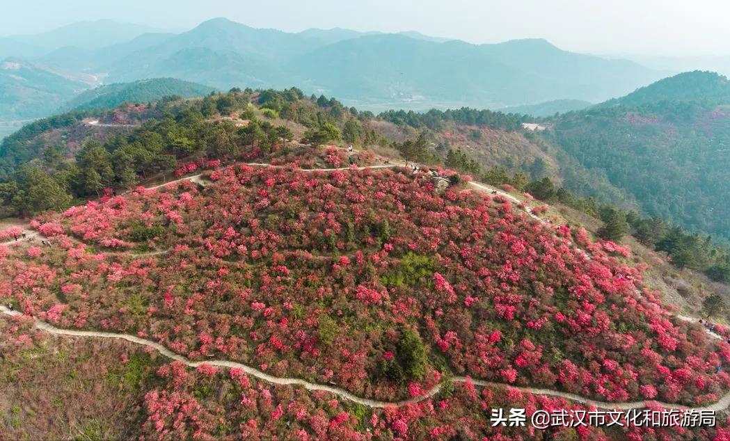 花young官方购票,花young套餐29元103g联通