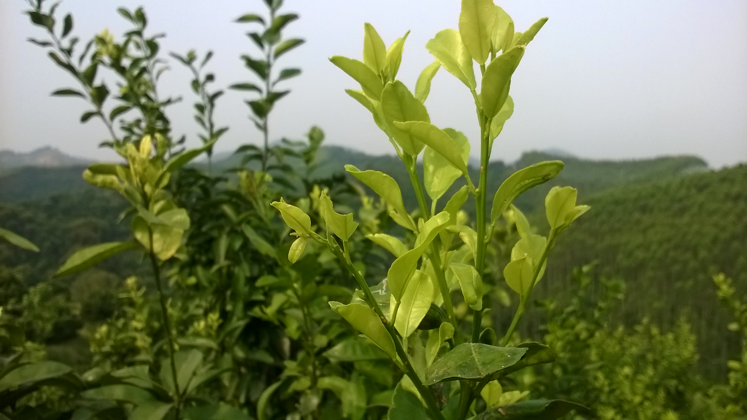 沙糖桔黄化具体有哪些