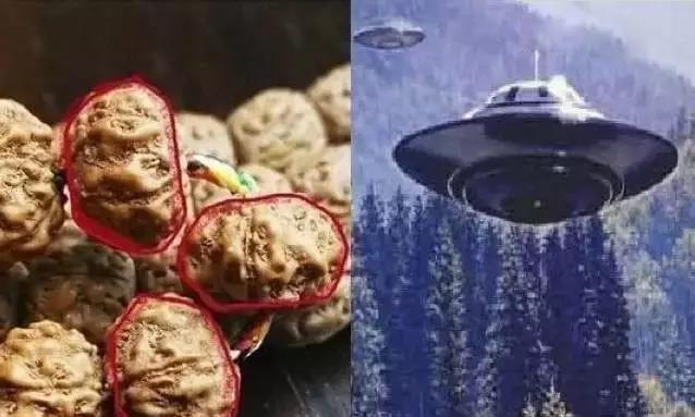 小金刚怎么选品种,如何挑选精品小金刚