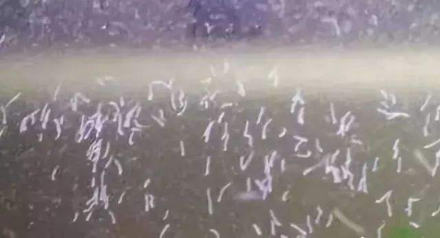 鱼缸去除蛋白虫的鱼,鱼缸里的蛋白虫加温32度能清除吗