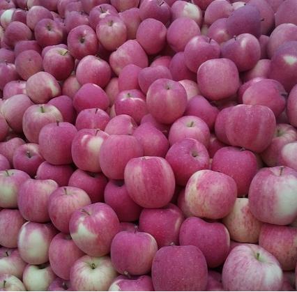 苹果树掉枝怎么处理,苹果树掉锯末是怎么回事