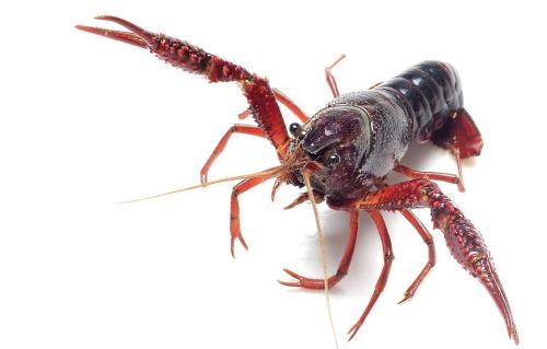 小龙虾塘蓝藻最好的解决方法,虾塘蓝藻的症状