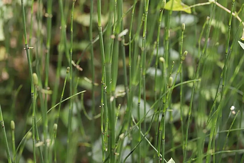 在农田，遇到1种“草麻黄”拔出来，以往没人挖，如今价值很高