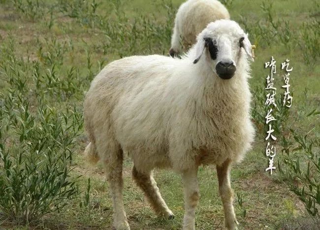 旅游宁夏至河南,旅游宁夏银川