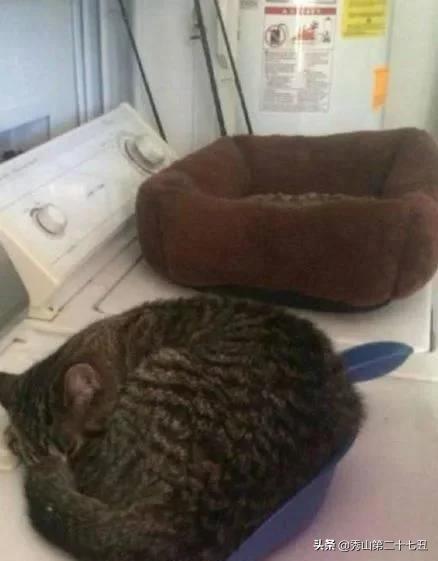 开心一笑：老师说，再有女生穿裙子来上课，就让她翻单杠