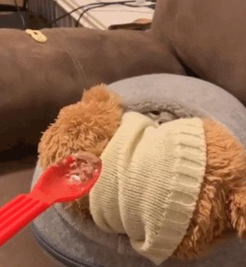 猫咪界干饭王,喵界干饭王