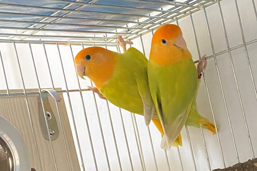 普兰牡丹鹦鹉是头类还是面类,面类牡丹和头面牡丹鹦鹉如何区分