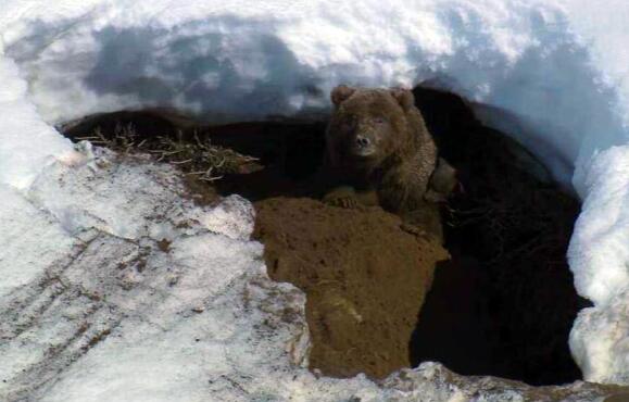 熊为什么会在冬天冬眠解答,熊要冬眠吗熊在什么季节开始冬眠