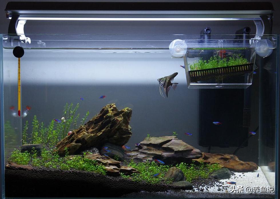 鱼缸换水直接用自来水行吗？养鱼开缸需要加硝化细菌不？请看答案