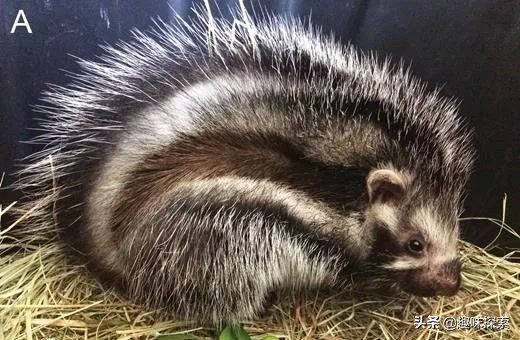 将剧毒涂在身上，不怀好意的野狗全被毒死，唯一善用毒的啮齿动物