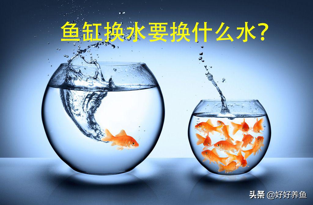鱼缸换水注意事项养鱼老道,鱼缸养鱼换水的重要性