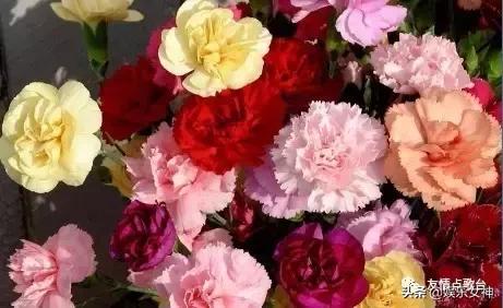 送给老师教师节礼物康乃馨,康乃馨教师节祝福语简短10字