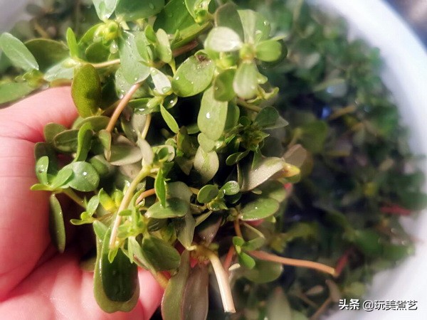 如何做出更美味的土豆香菇鸡,黄焖鸡加土豆香菇最下饭菜