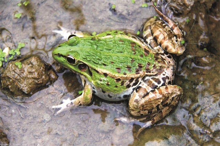 青蛙养殖技术及青蛙养殖方法,人工养殖青蛙和野生青蛙区别