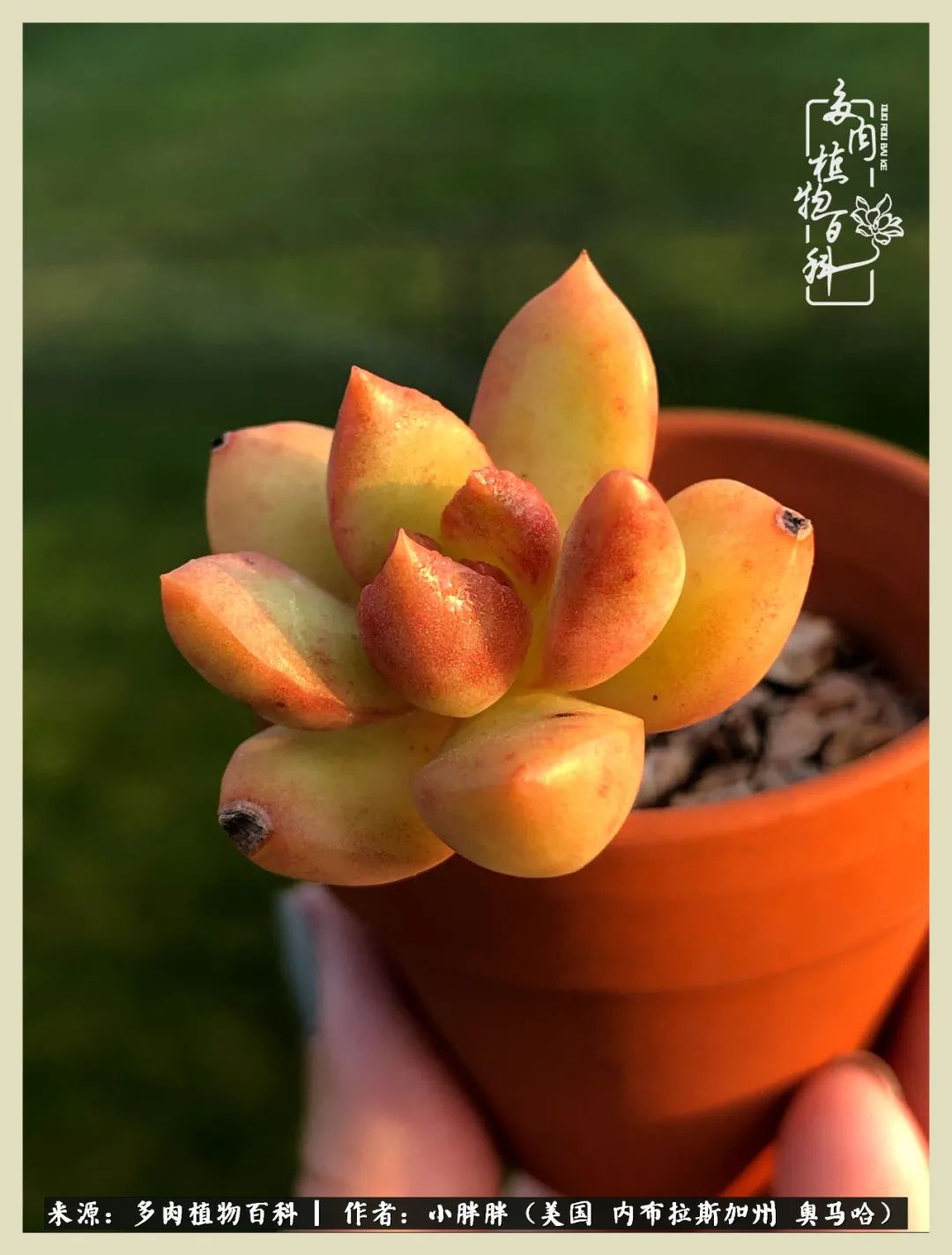 多肉小白入坑攻略,多肉中的鄙视链