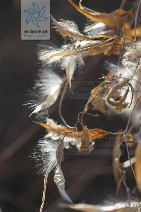 鹅绒藤是草本吗,鹅绒藤汁液