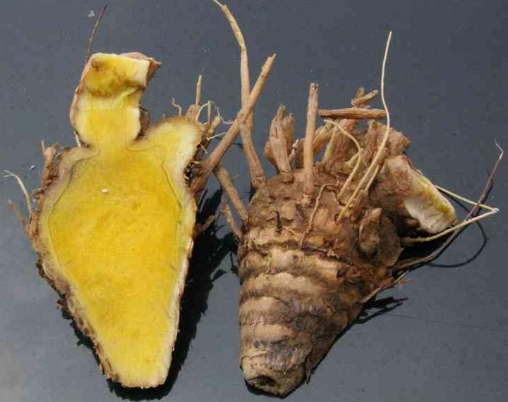 三棱莪术具有的功效是什么,三棱莪术对女性有什么影响