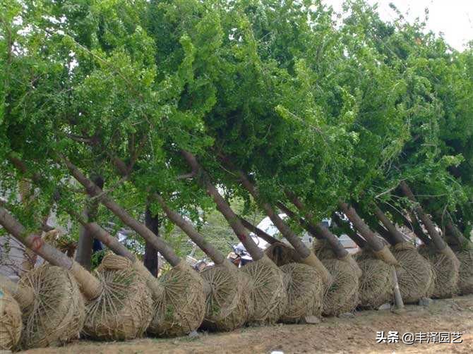 2021银杏树行情园林网,2023年银杏树价格走势