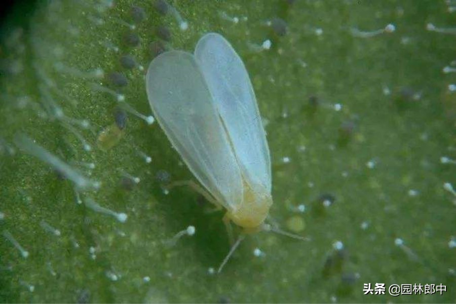 叶子上白粉虱的消除方法,白色粉虱怎么防治