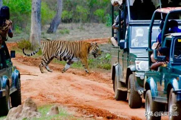 虎王拉贾孩子,虎王拉贾儿子怎么死的