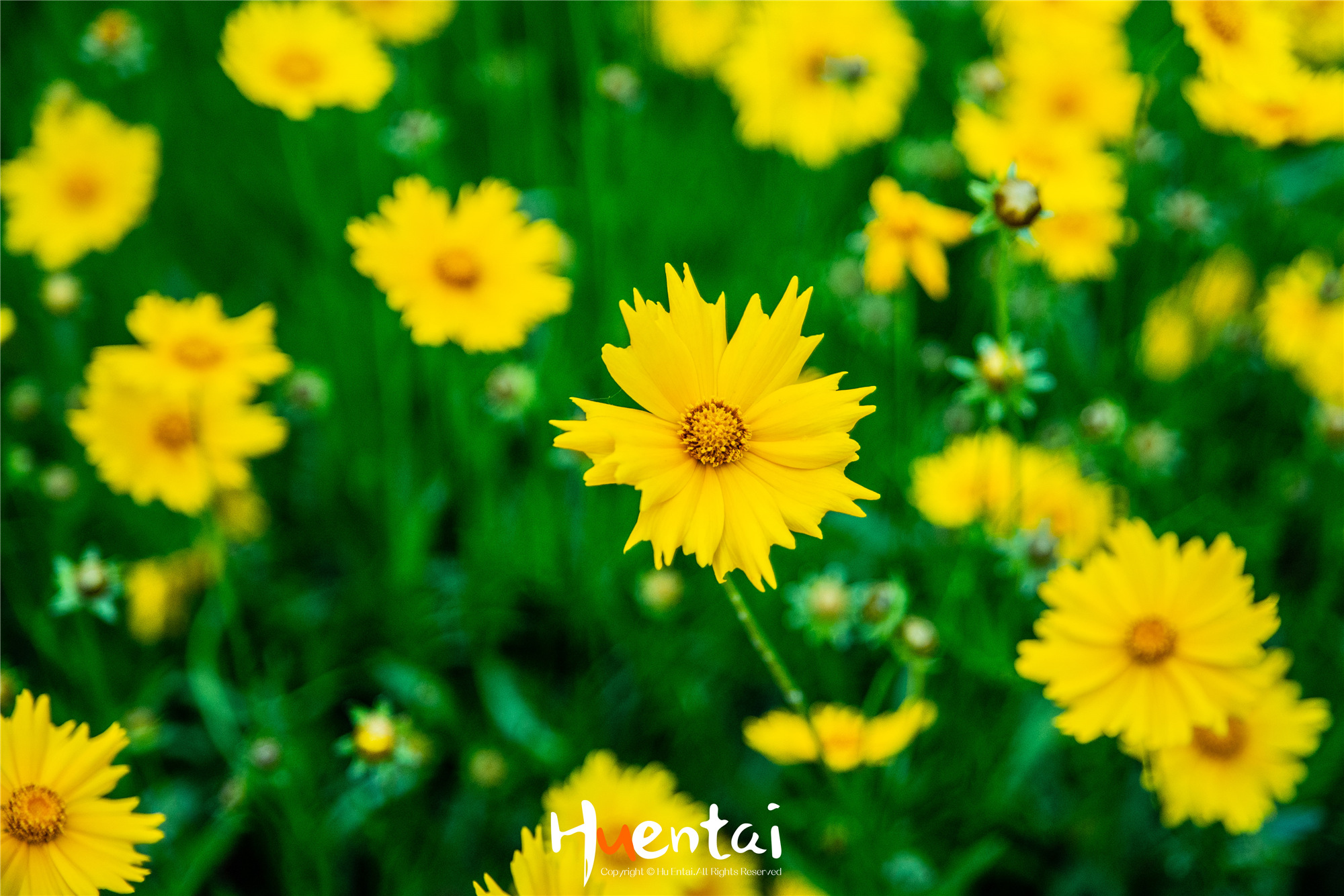 住星空帐篷吃土灶饭，看孔雀开屏，这个520就要来点不一样