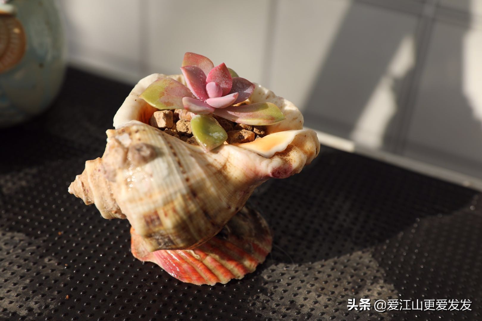 多肉海螺贝壳手工,生蚝壳做多肉盆