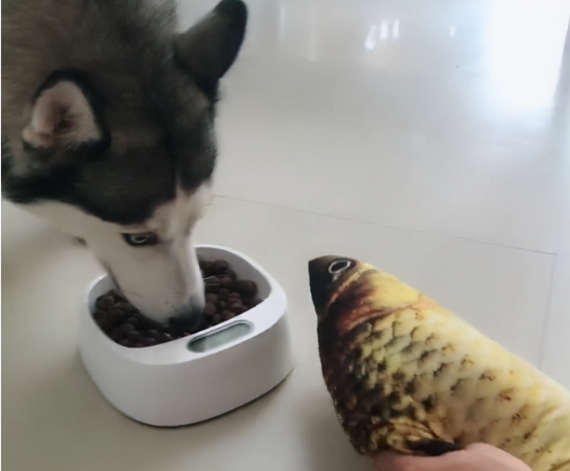 哈士奇挑食不吃饭瘦了好多,哈士奇挑食不给零食